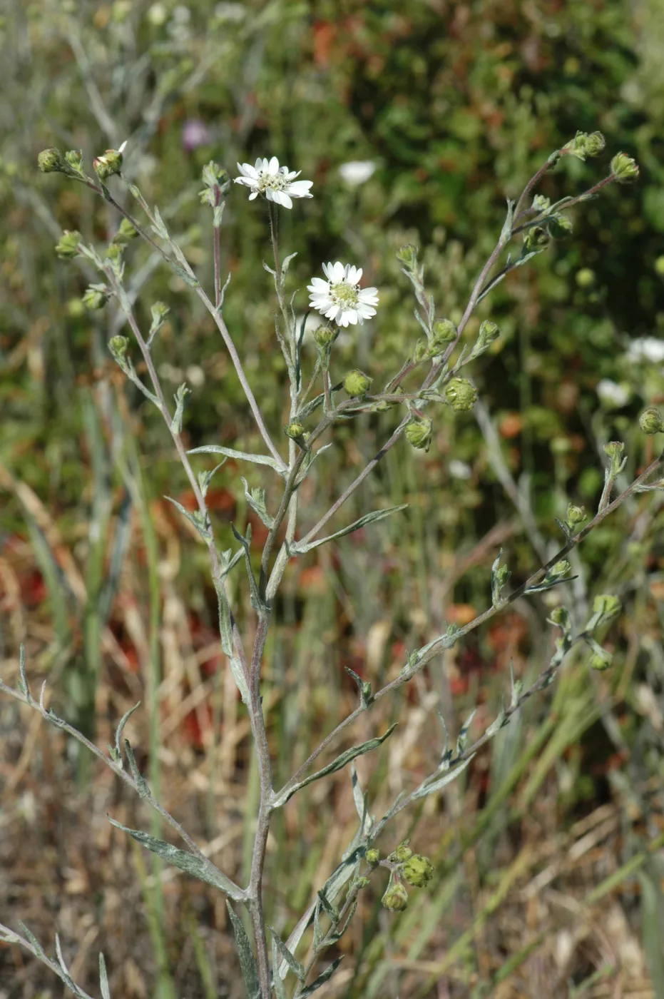 Hemizonia congesta subsp. luzuilfolia