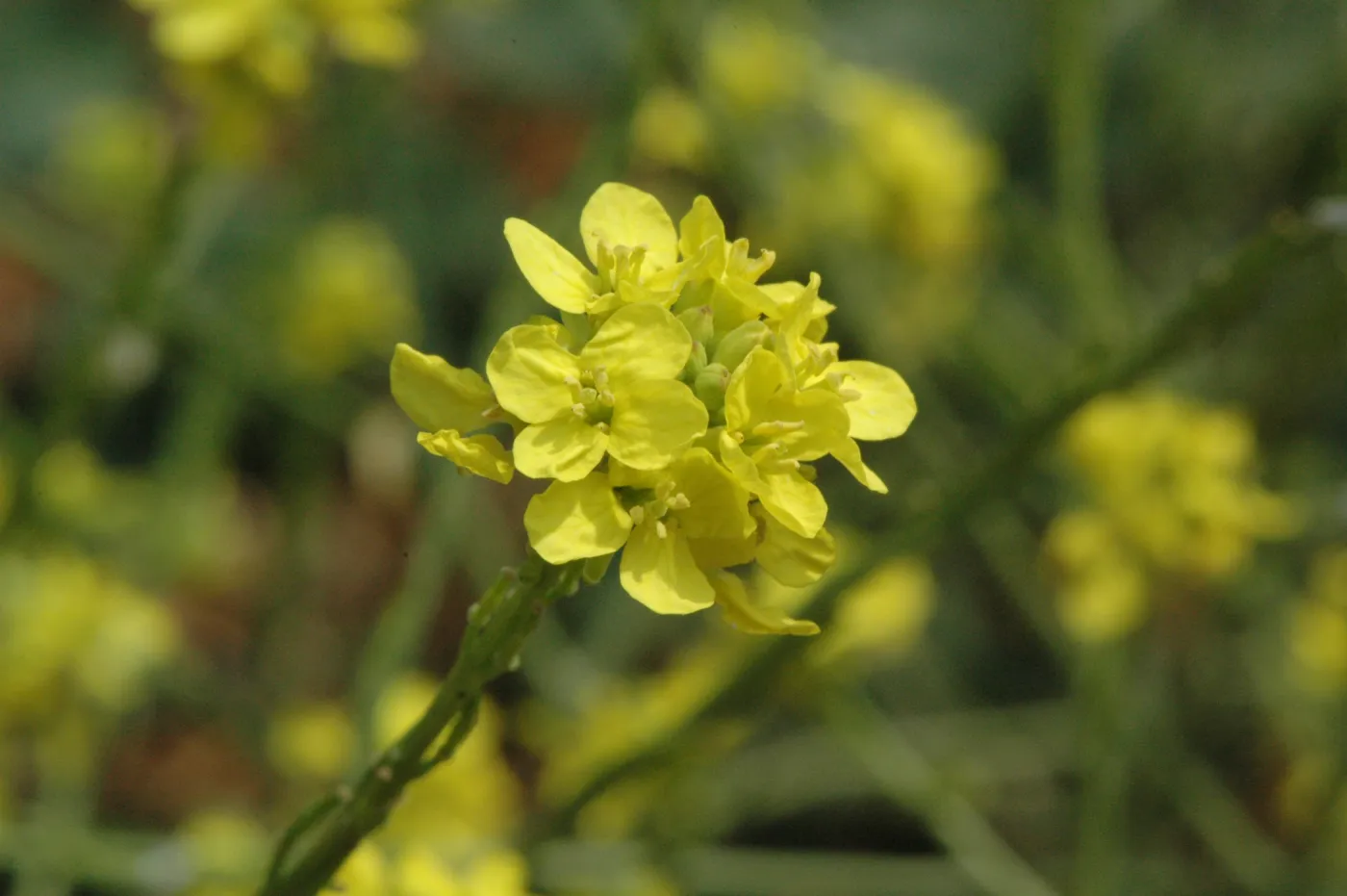 Hirschfeldia incana