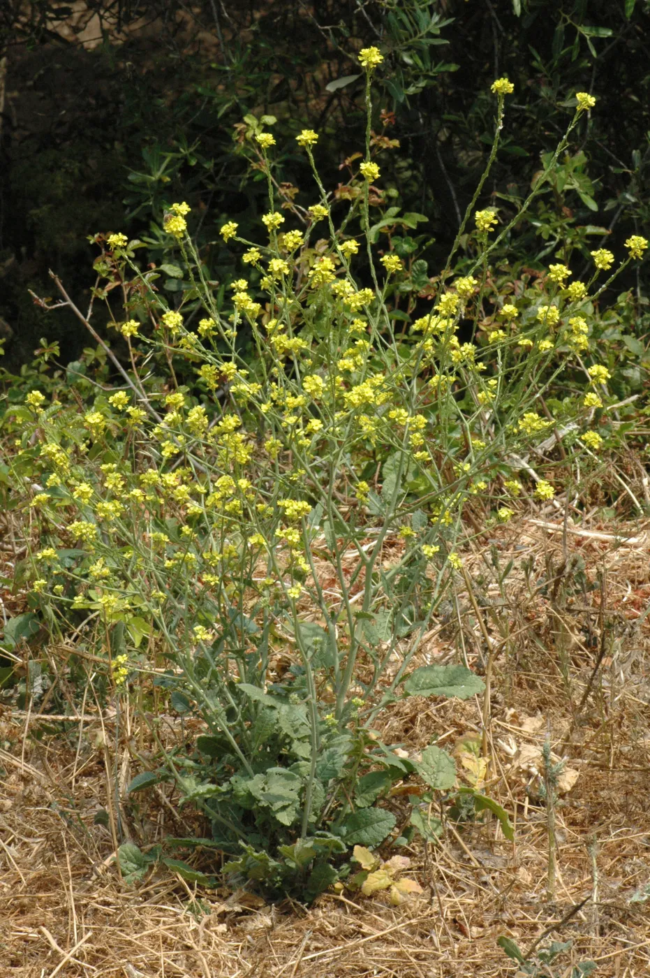 Hirschfeldia incana