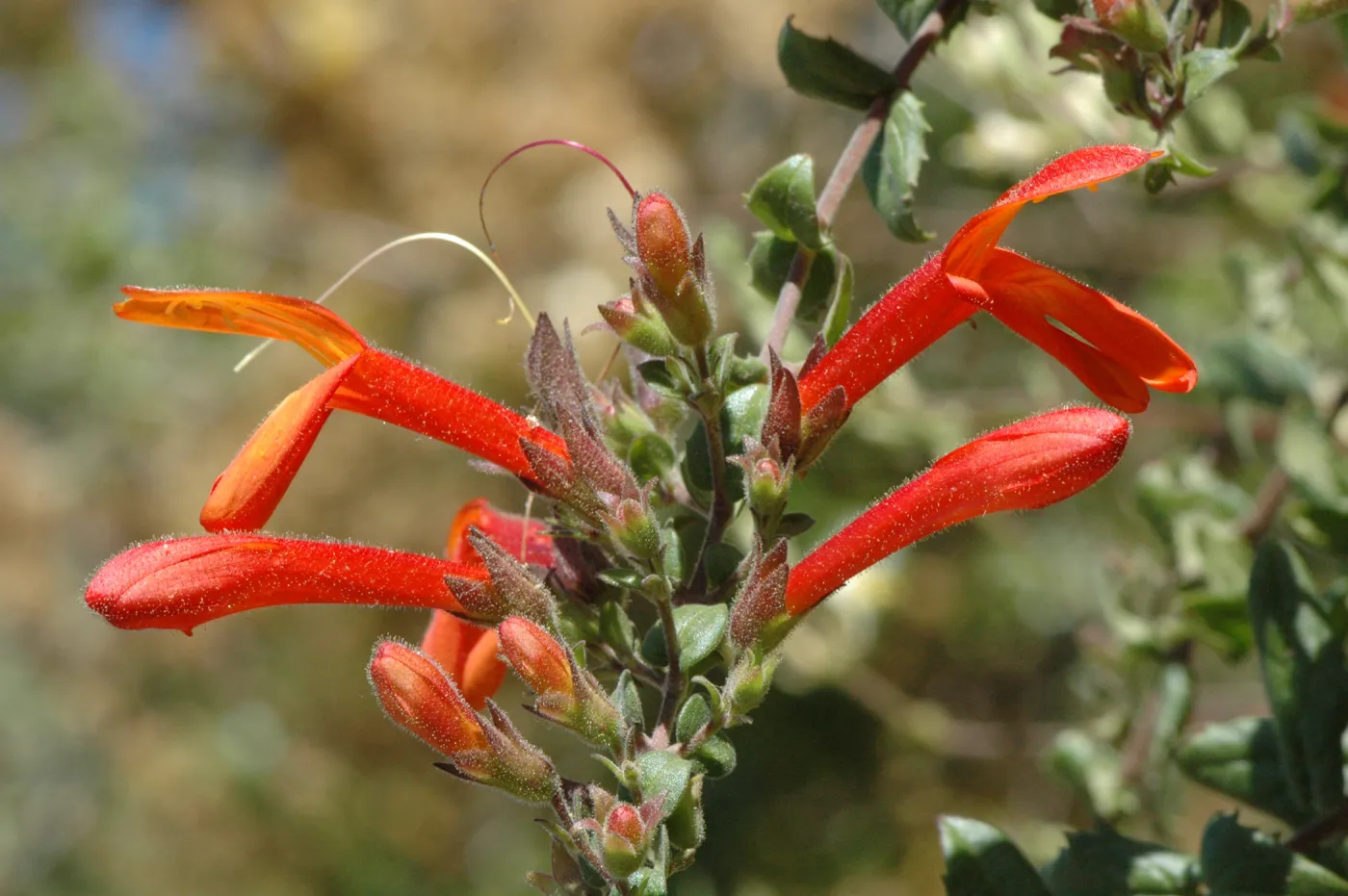 Keckiella cordifolia