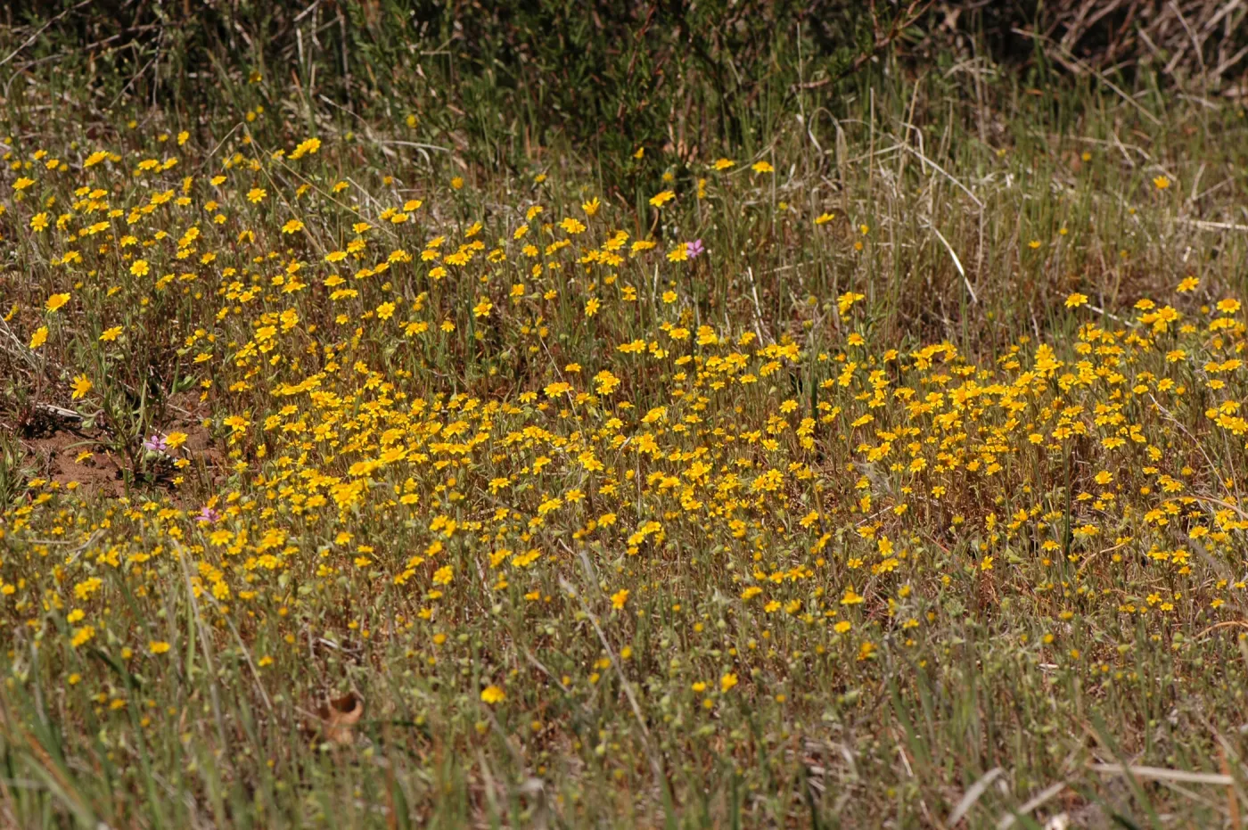 Lasthenia californica