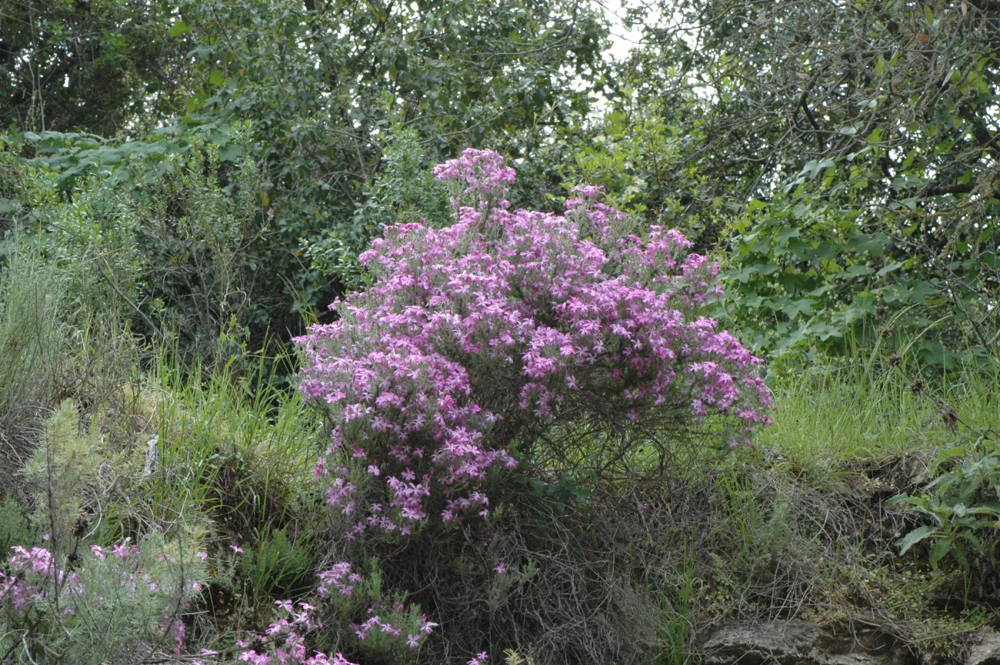 Leptodactylon californicum