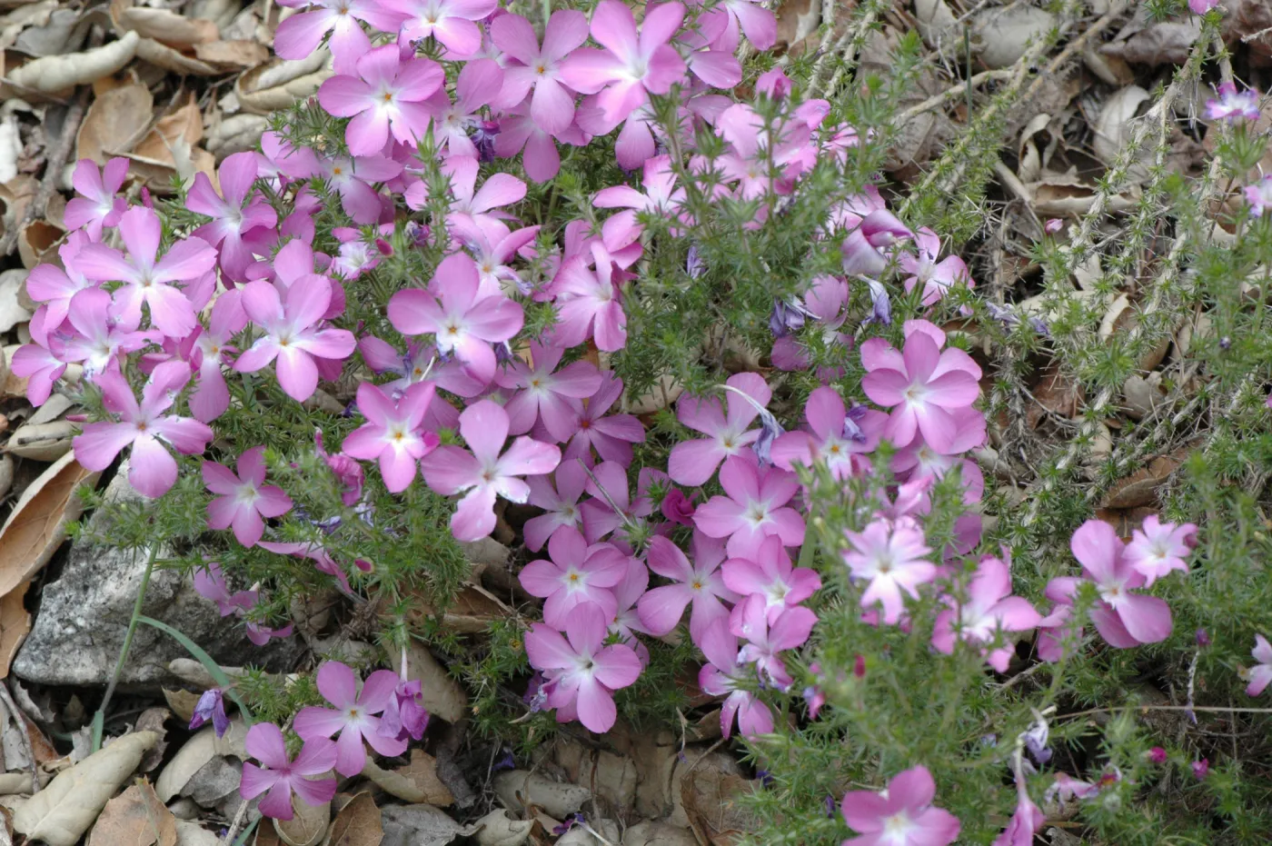 Leptodactylon californicum