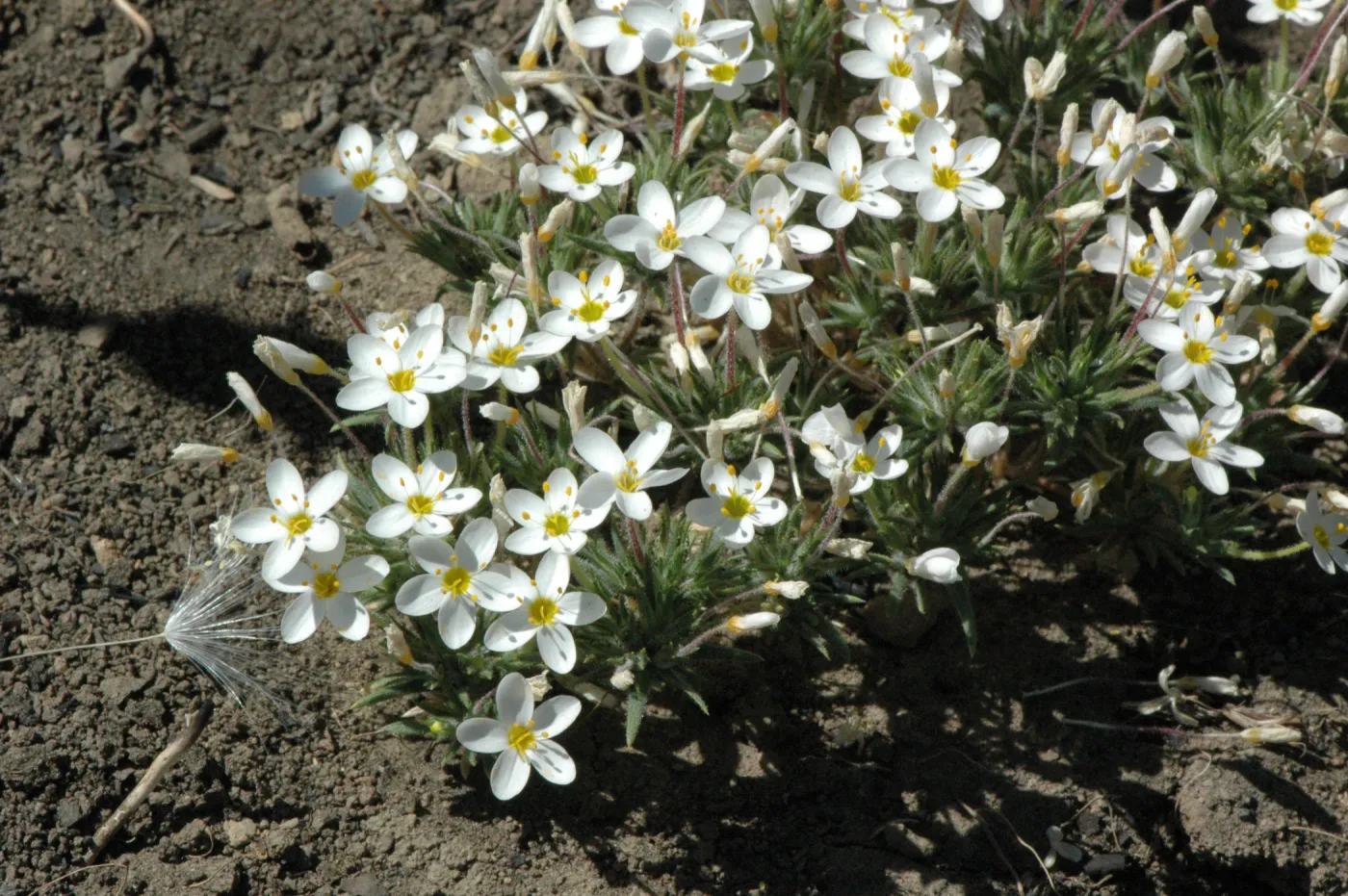 Linanthus parviflorus