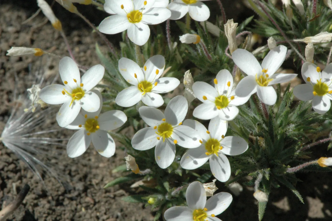 Linanthus parviflorus