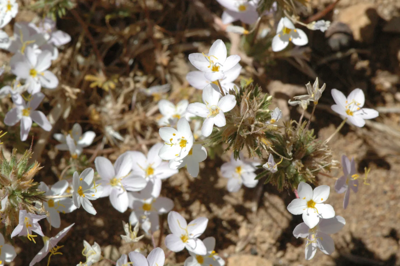 Linanthus parviflorus