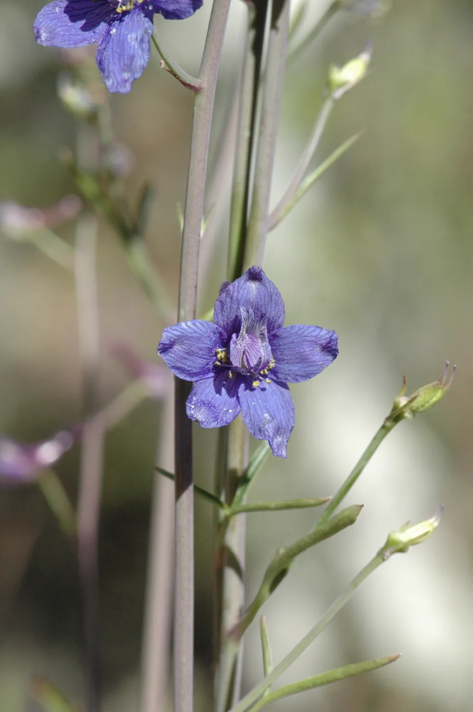 Lobelia dunnii v. serrata