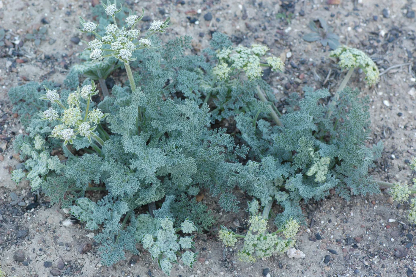 Lomatium