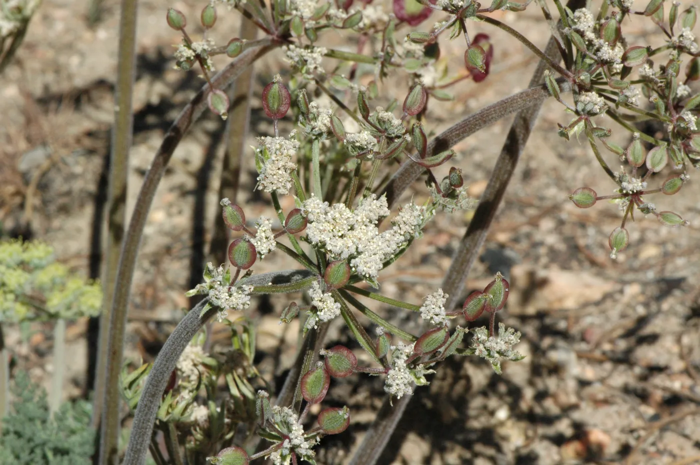 Lomatium macrocarpum