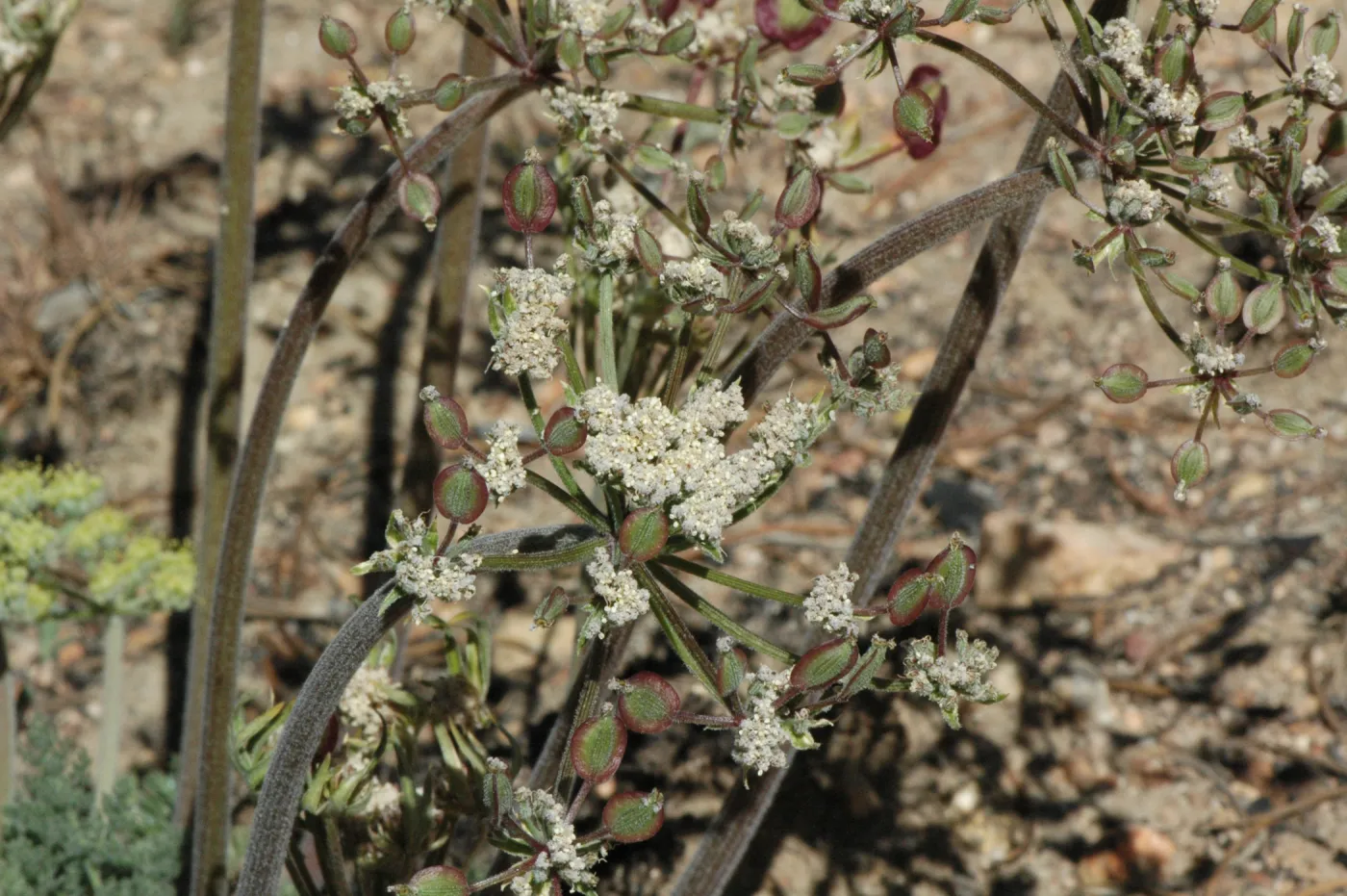 Lomatium macrocarpum