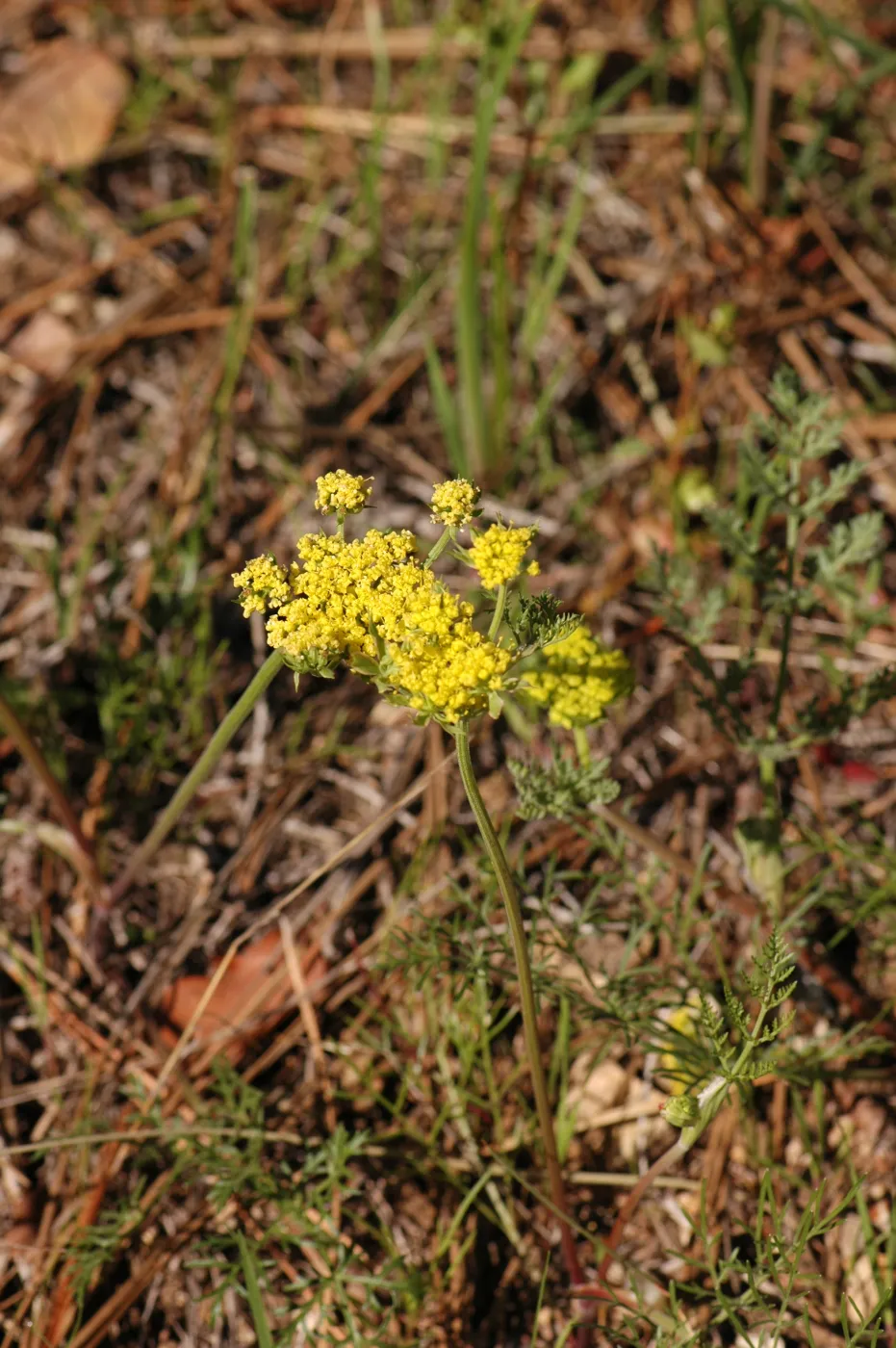 Lomatium macrocarpum