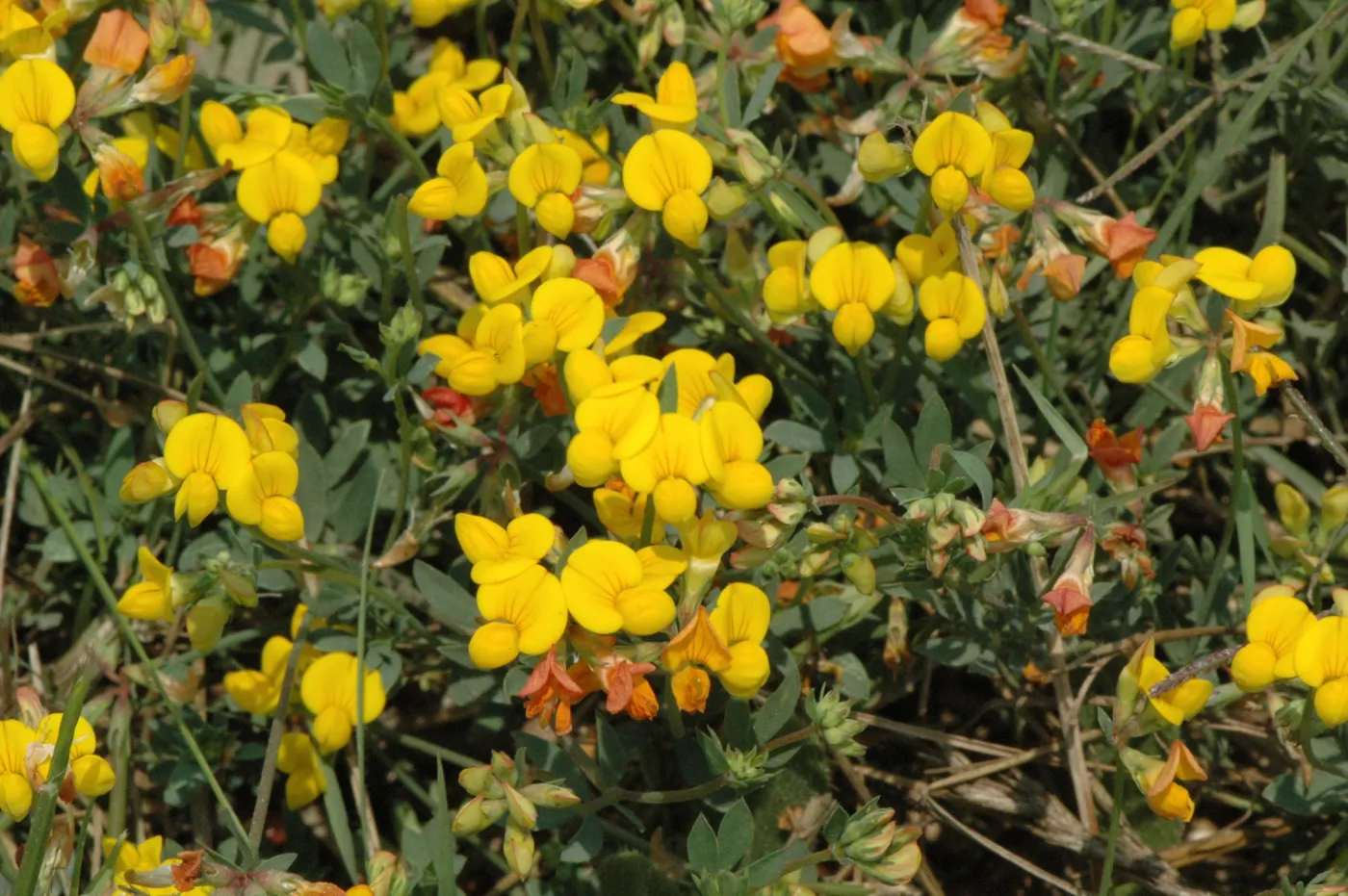 Lotus corniculatus
