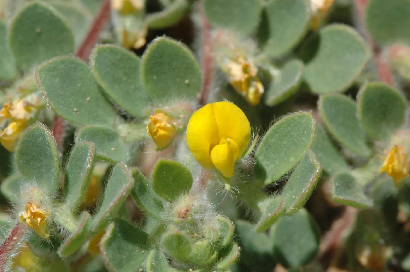 Lotus humistratus