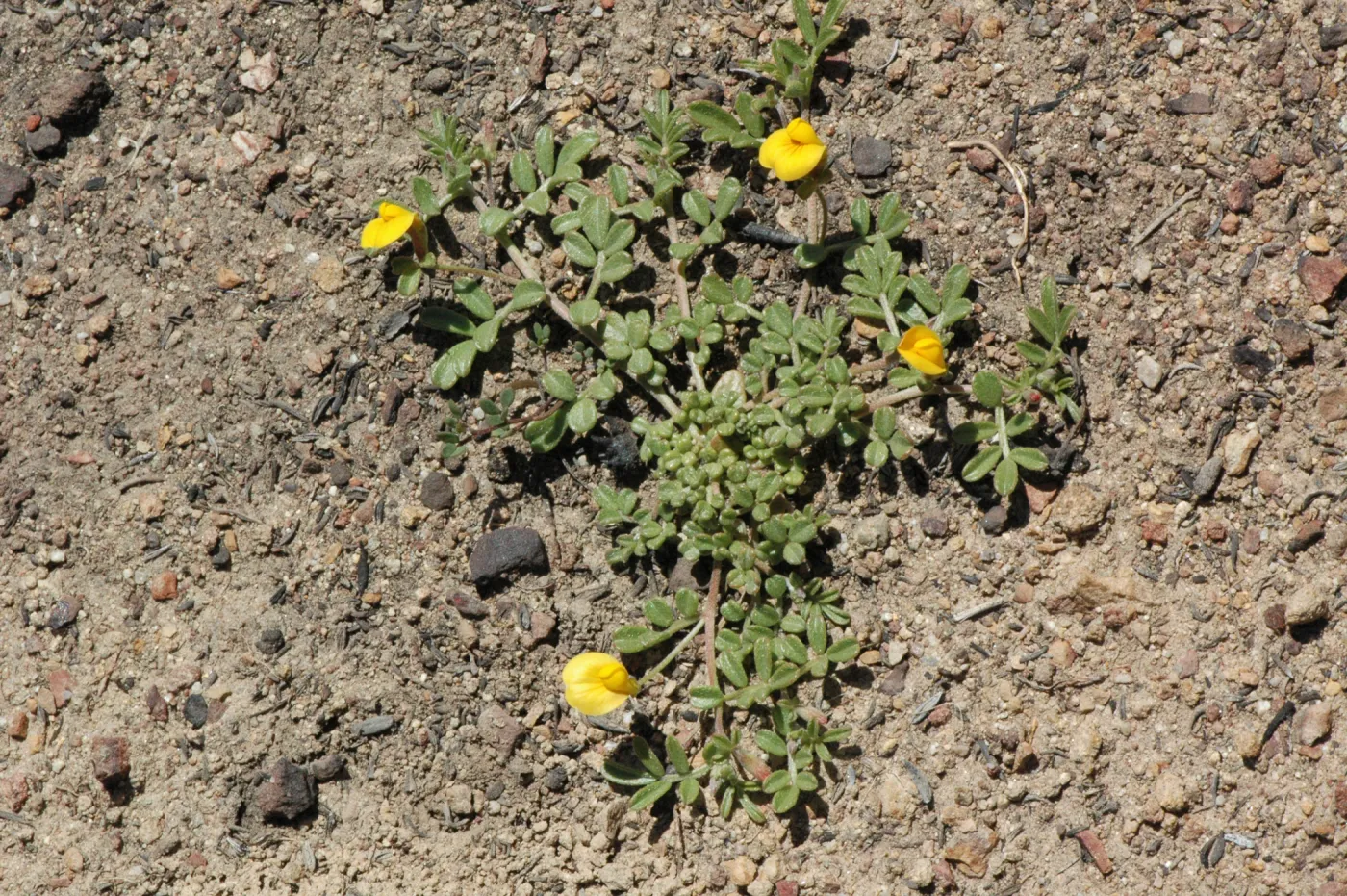 Lotus strigosus