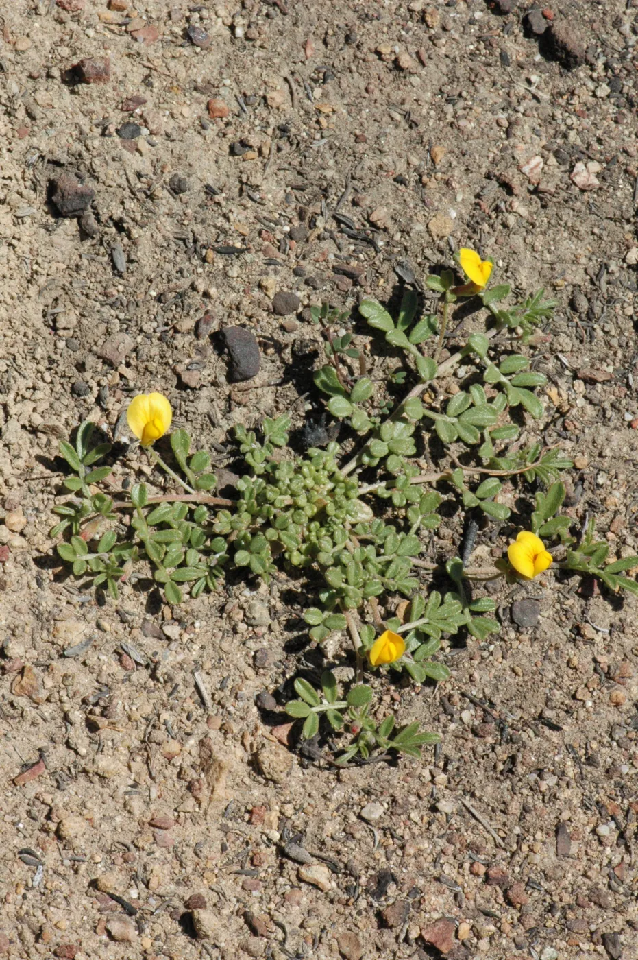 Lotus strigosus