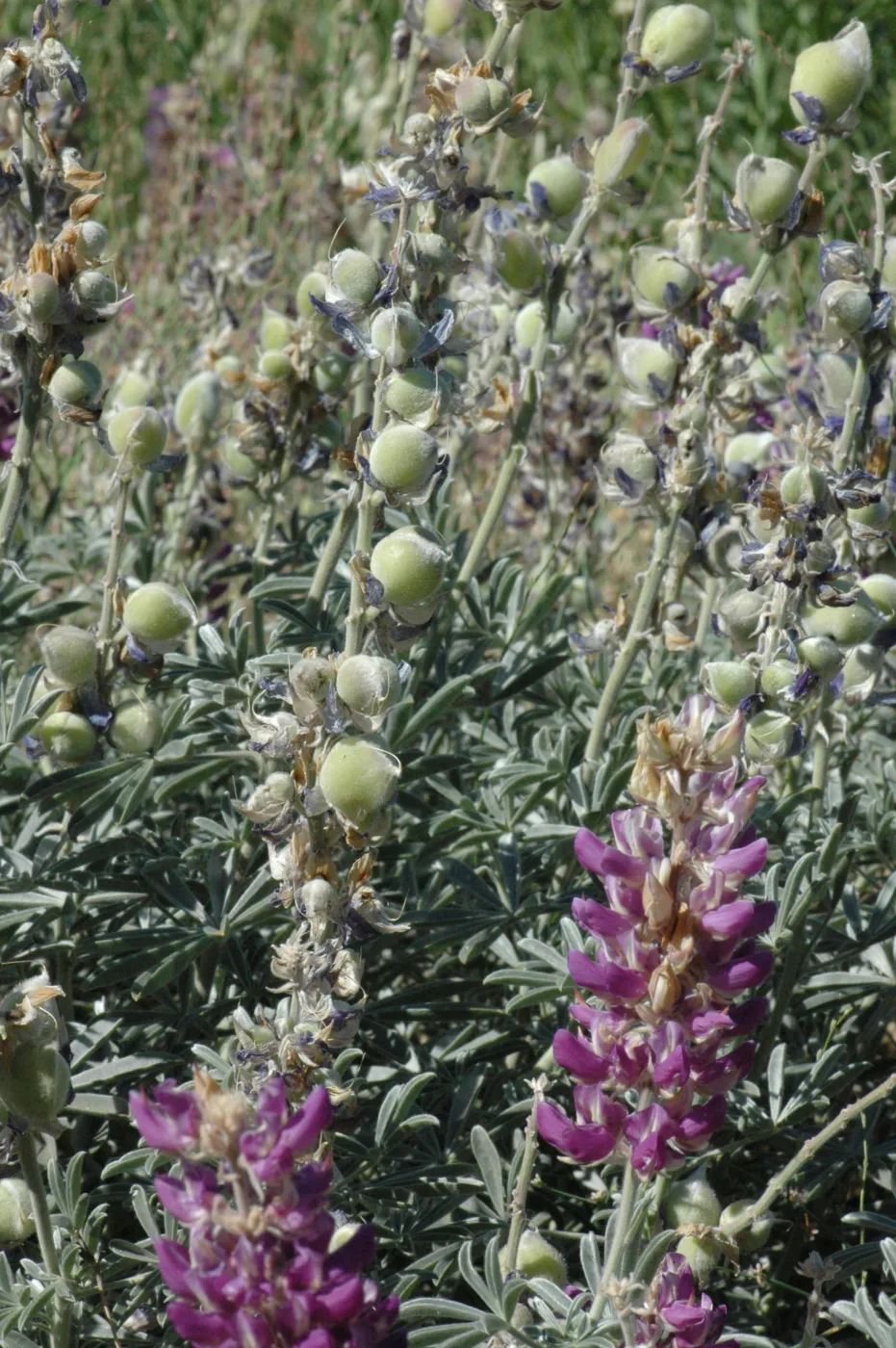 Lupinus formosus