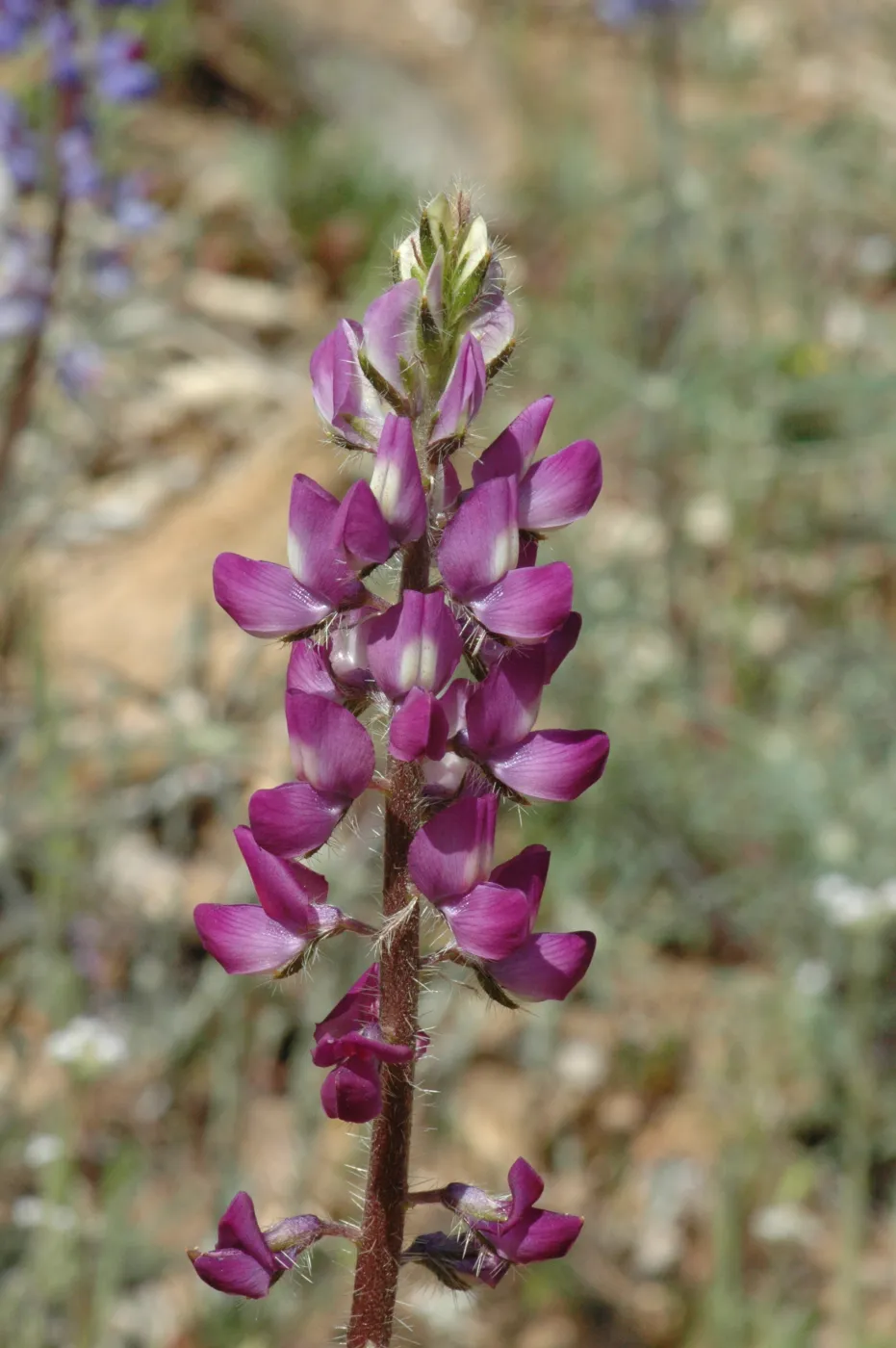 Lupinus hirsutissimus