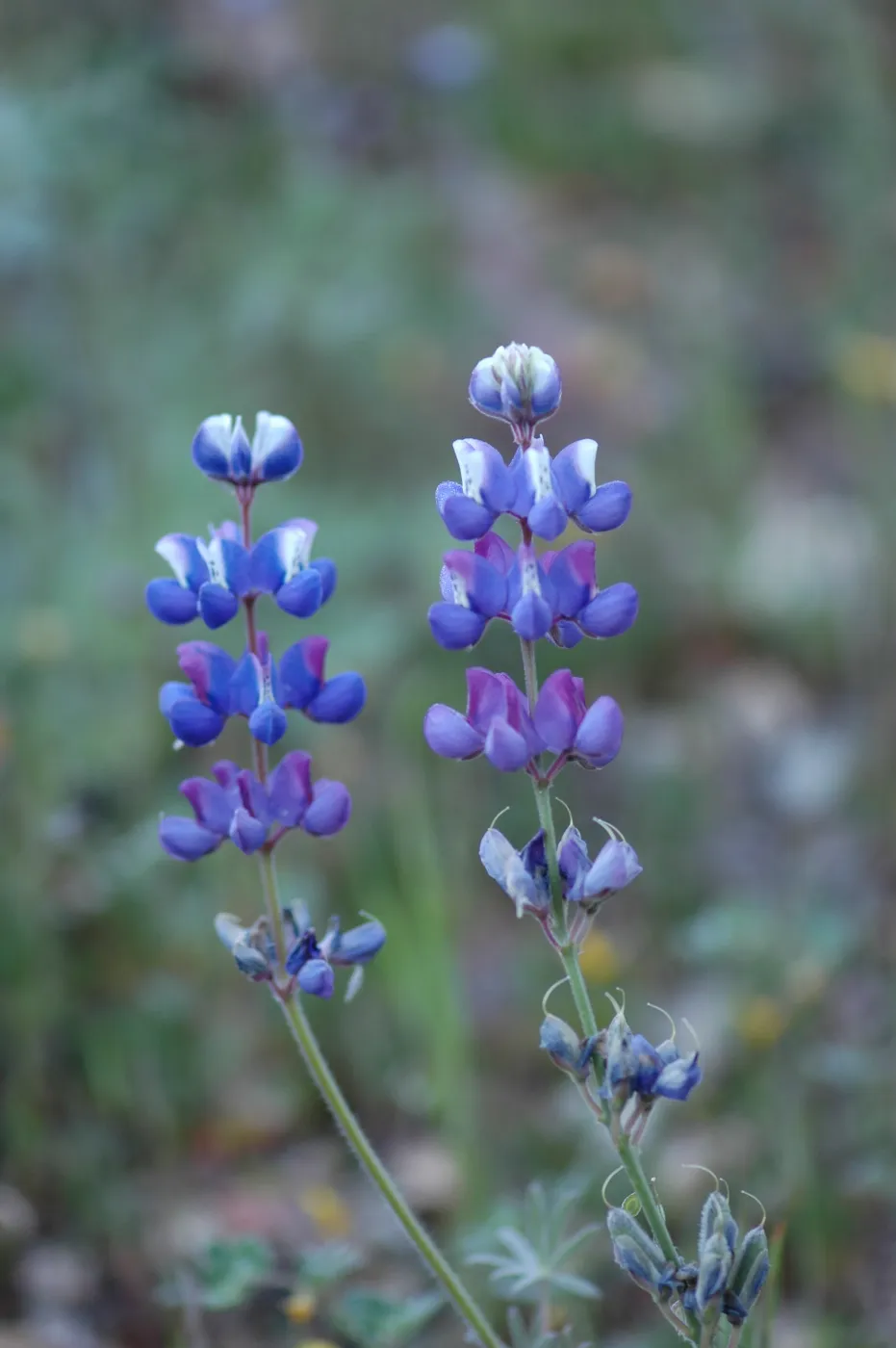 Lupinus nanus