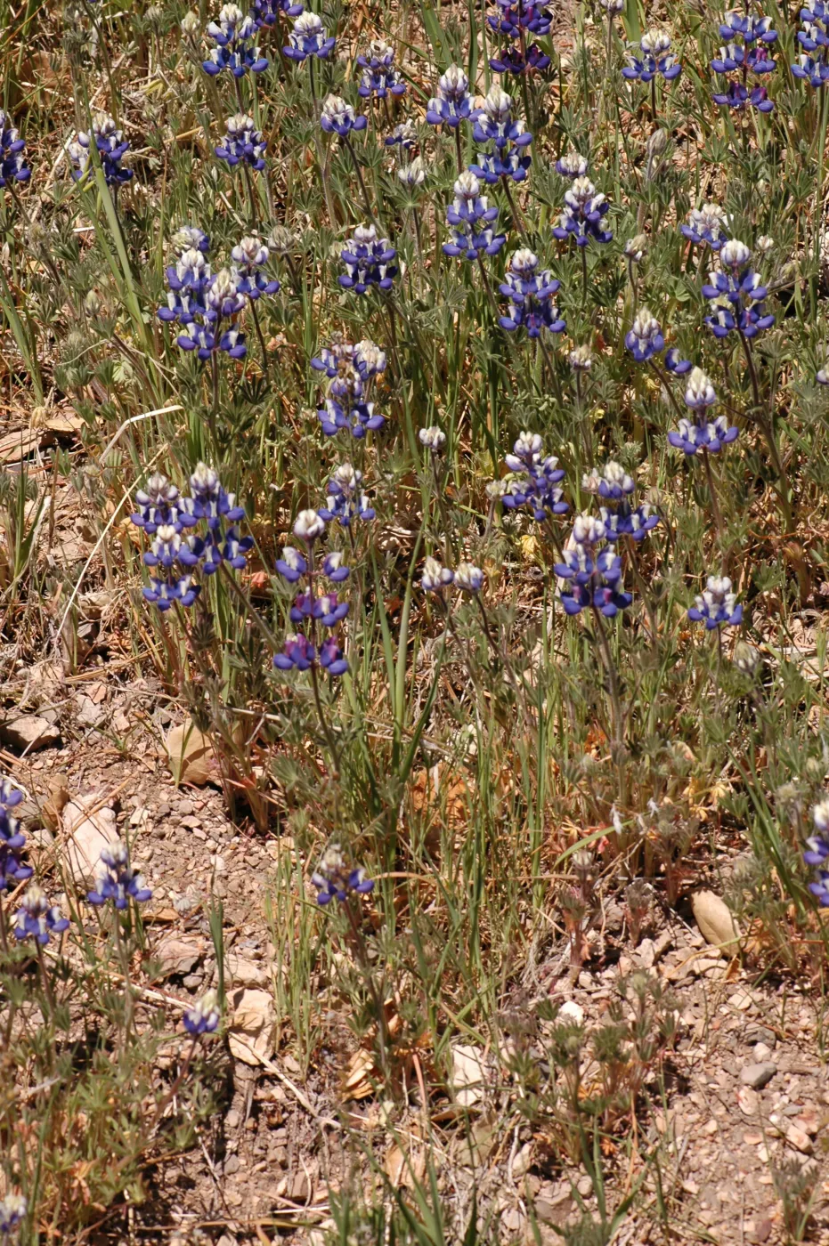 Lupinus nanus