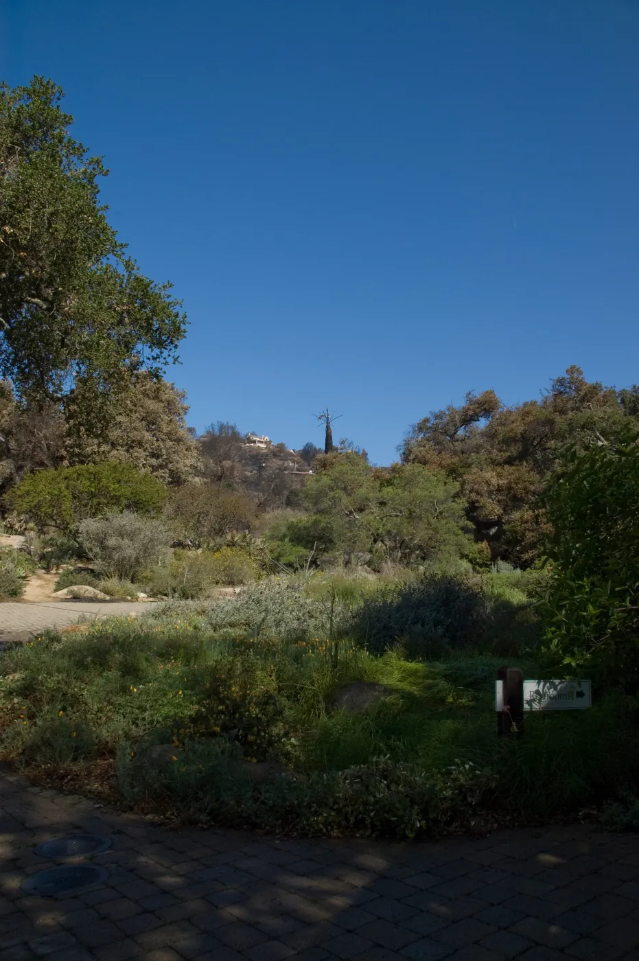 Santa Barbara Botanic Garden after the Jesusita Fire