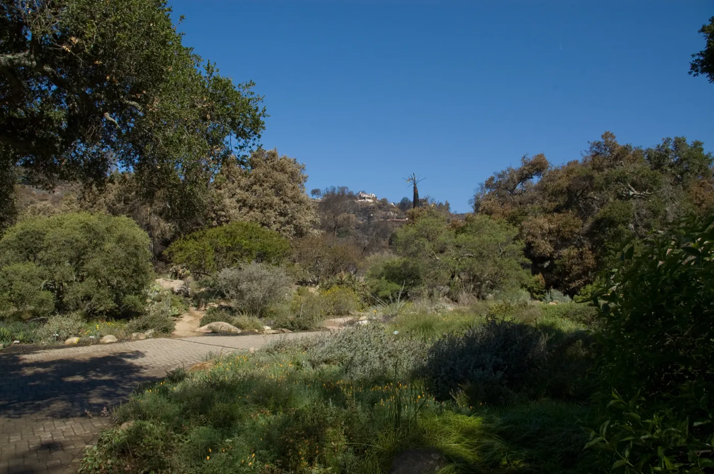 Santa Barbara Botanic Garden after the Jesusita Fire