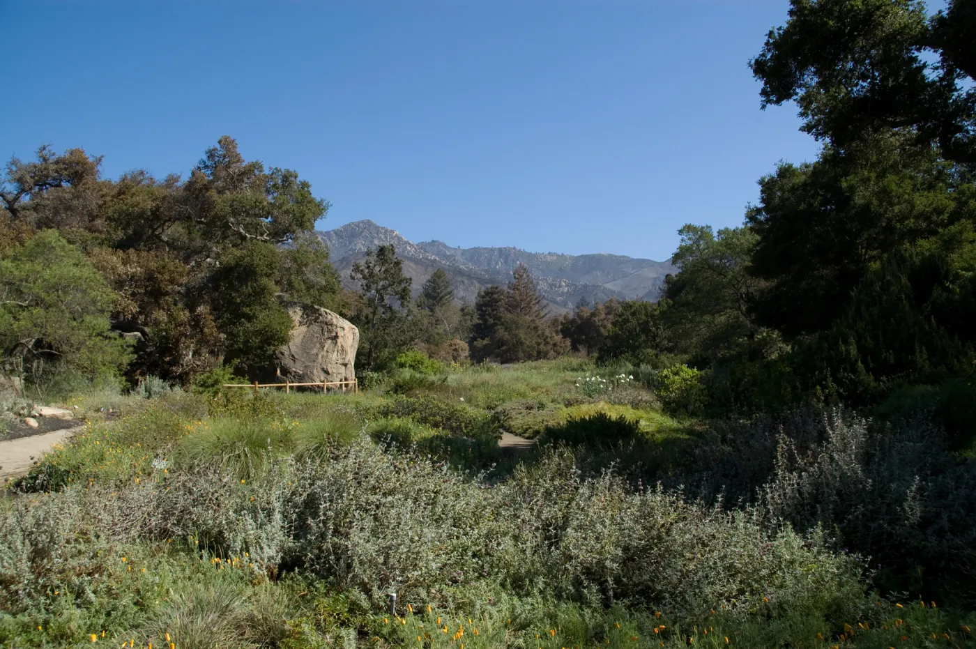 Santa Barbara Botanic Garden after the Jesusita Fire