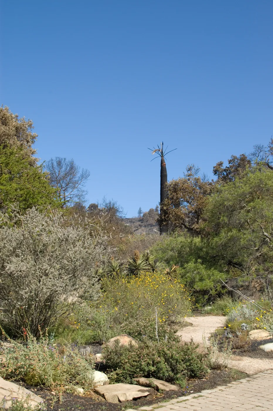 Santa Barbara Botanic Garden after the Jesusita Fire