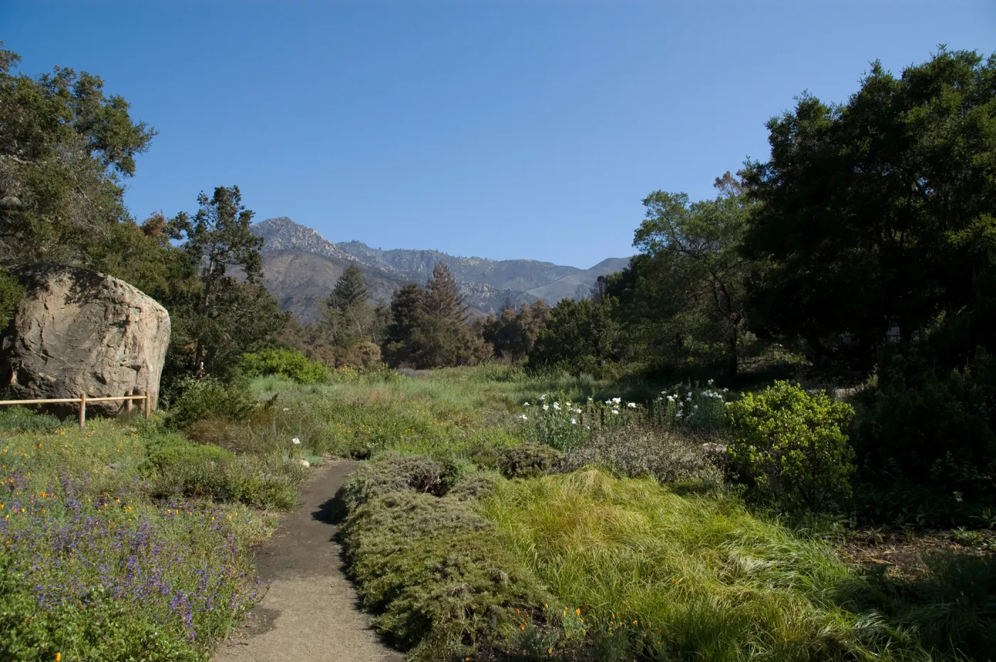 Santa Barbara Botanic Garden after the Jesusita Fire