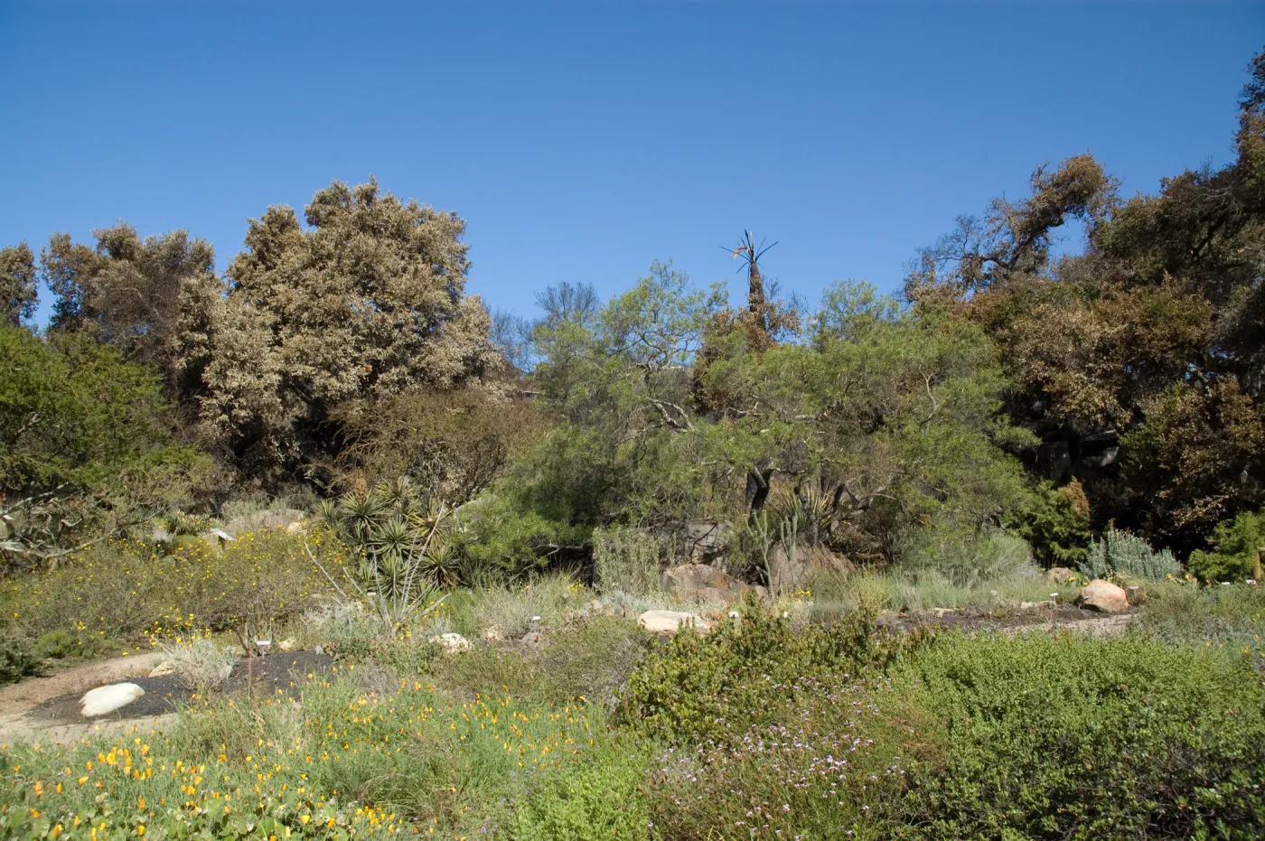 Santa Barbara Botanic Garden after the Jesusita Fire