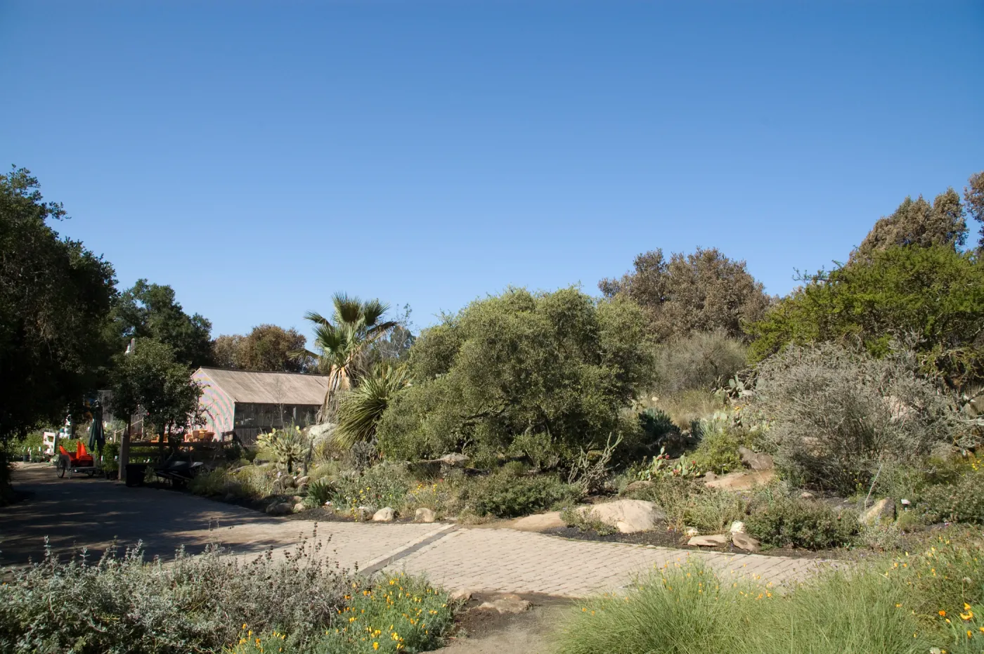 Santa Barbara Botanic Garden after the Jesusita Fire