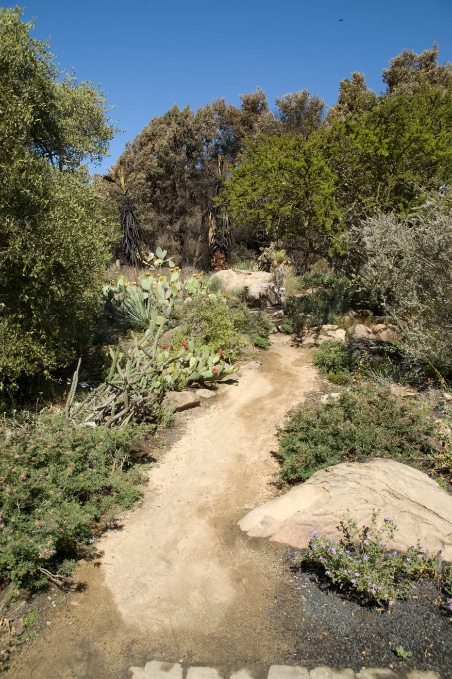 Desert Section, Santa Barbara Botanic Garden after the Jesusita Fire