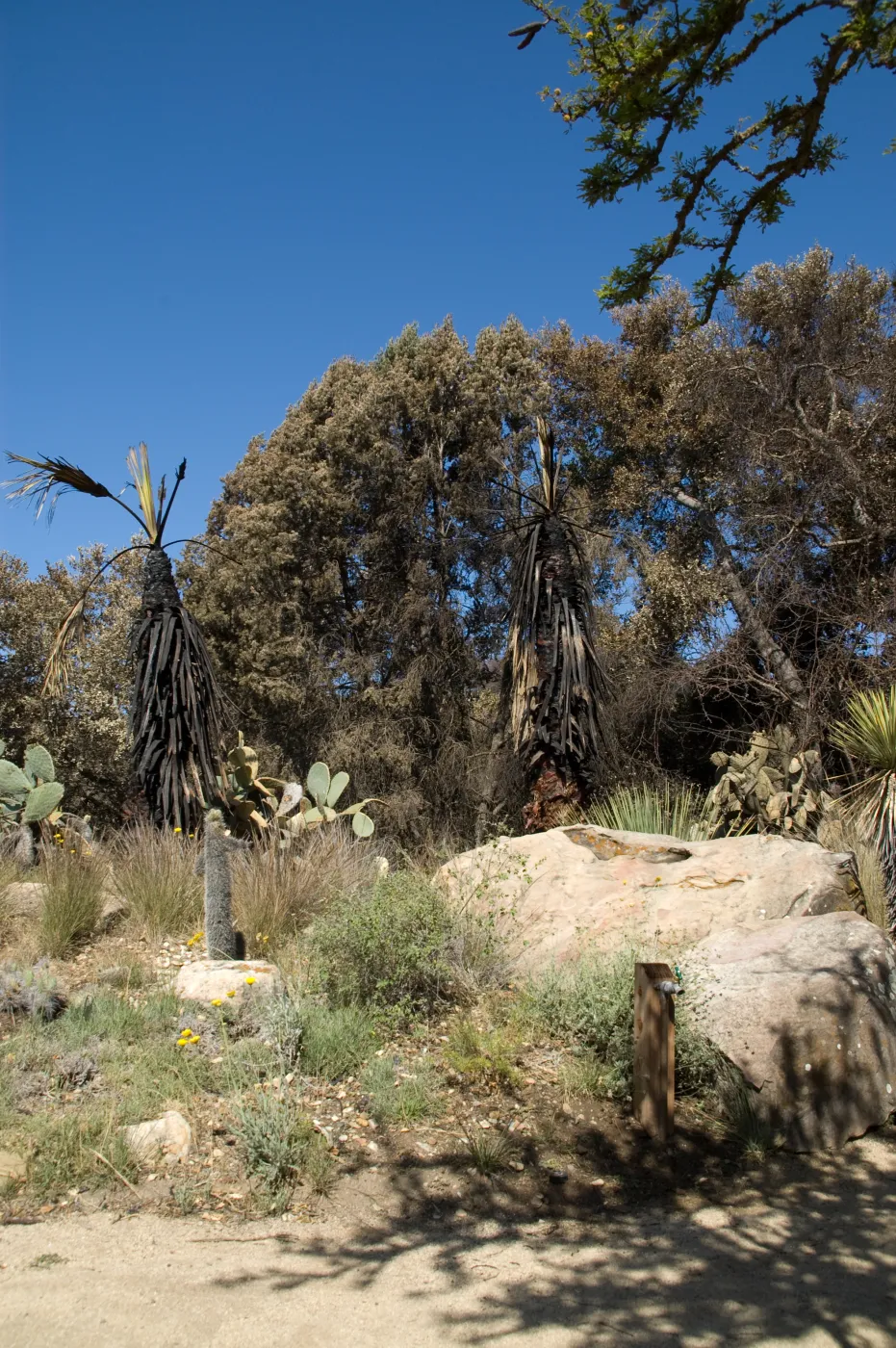 Desert Section, Santa Barbara Botanic Garden after the Jesusita Fire
