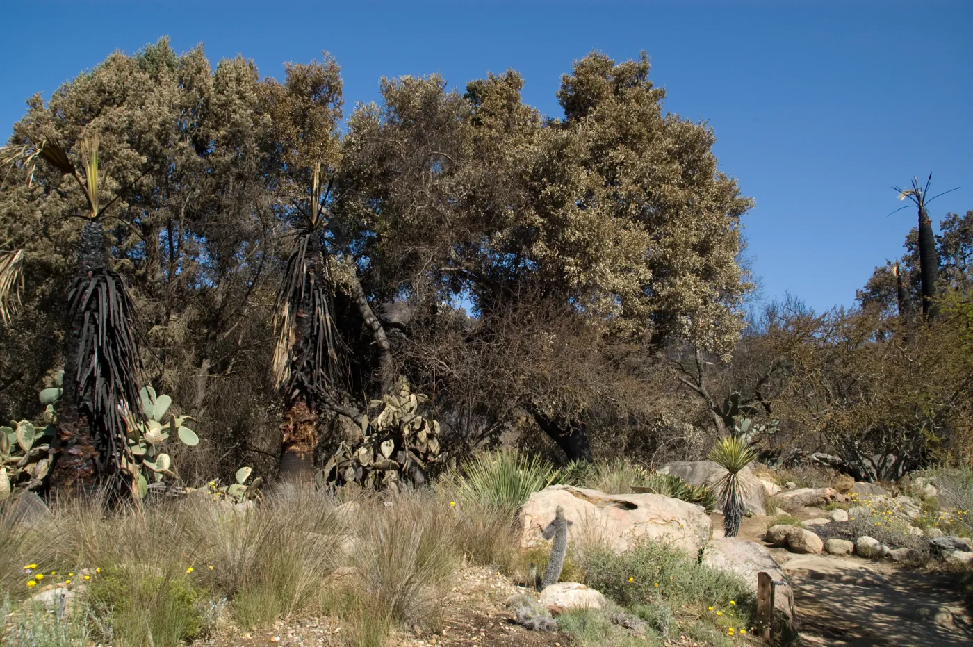 Desert Section, Santa Barbara Botanic Garden after the Jesusita Fire
