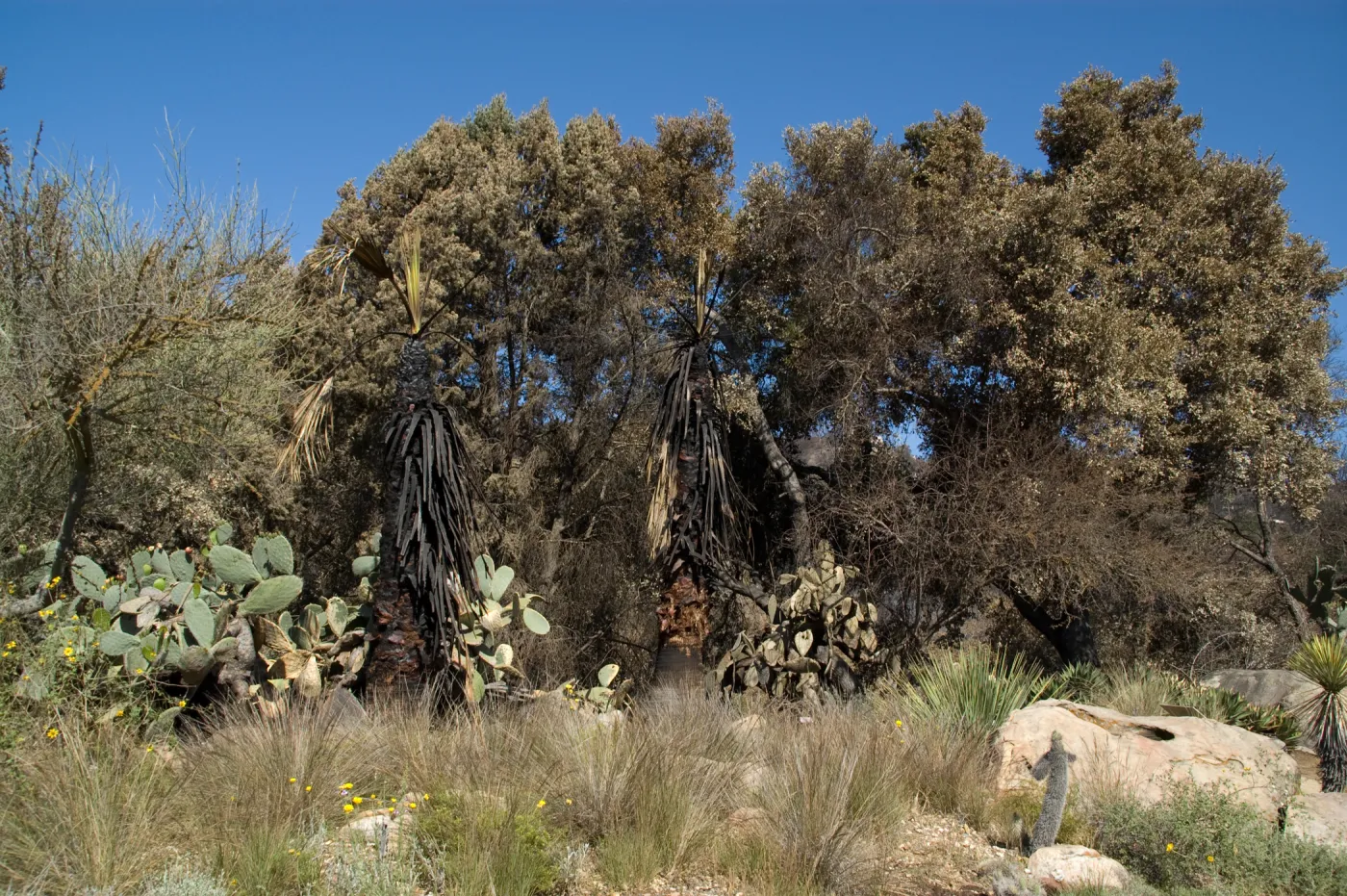 Desert Section, Santa Barbara Botanic Garden after the Jesusita Fire