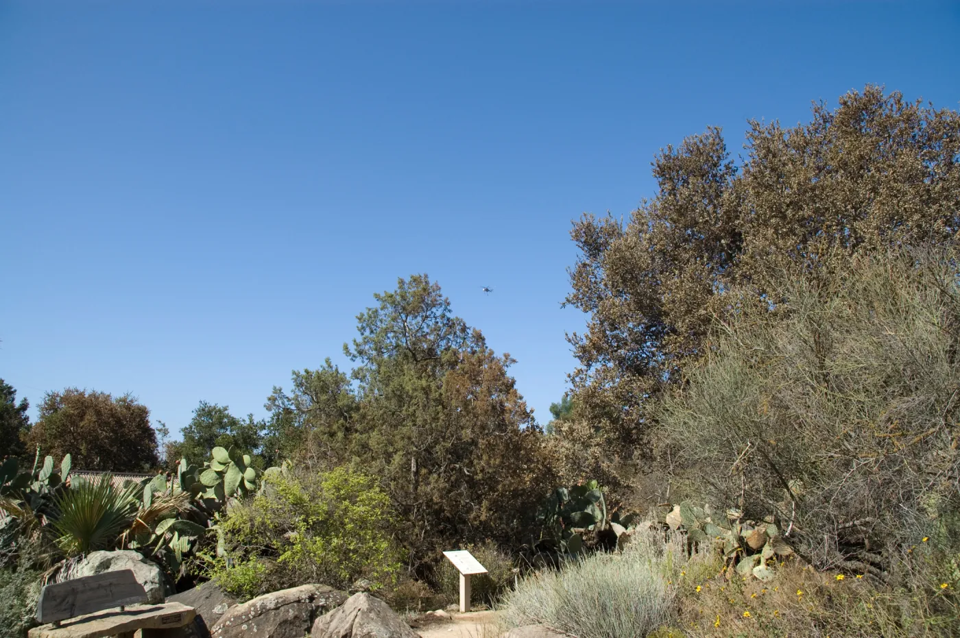 Desert Section, Santa Barbara Botanic Garden after the Jesusita Fire