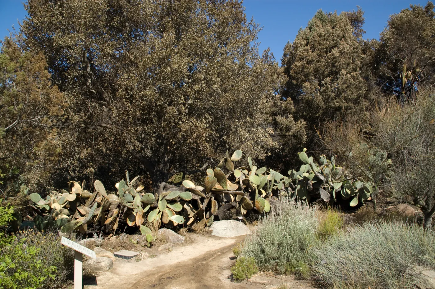 Desert Section, Santa Barbara Botanic Garden after the Jesusita Fire