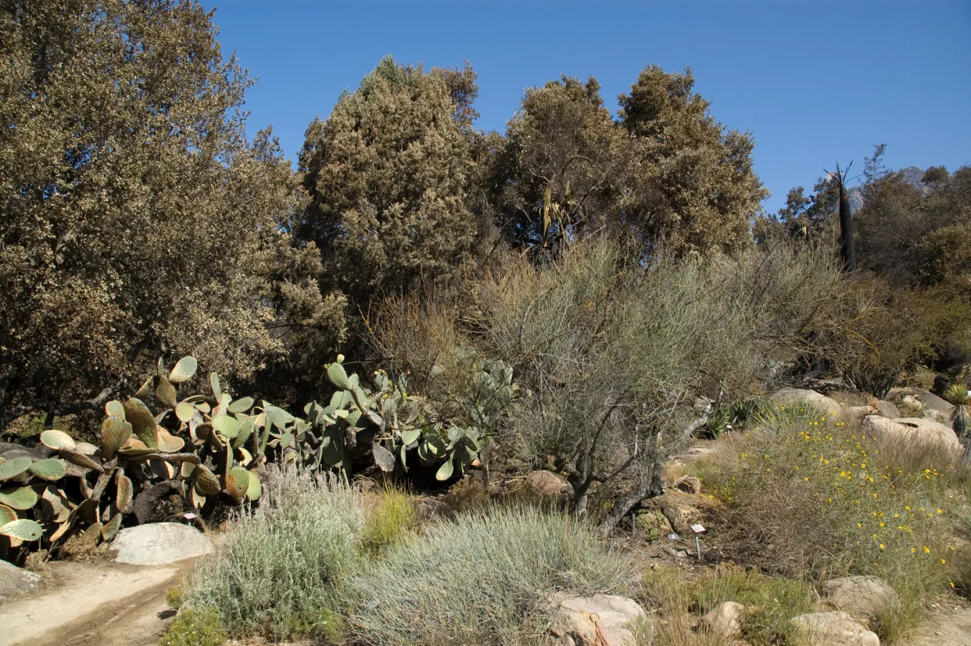 Desert Section, Santa Barbara Botanic Garden after the Jesusita Fire