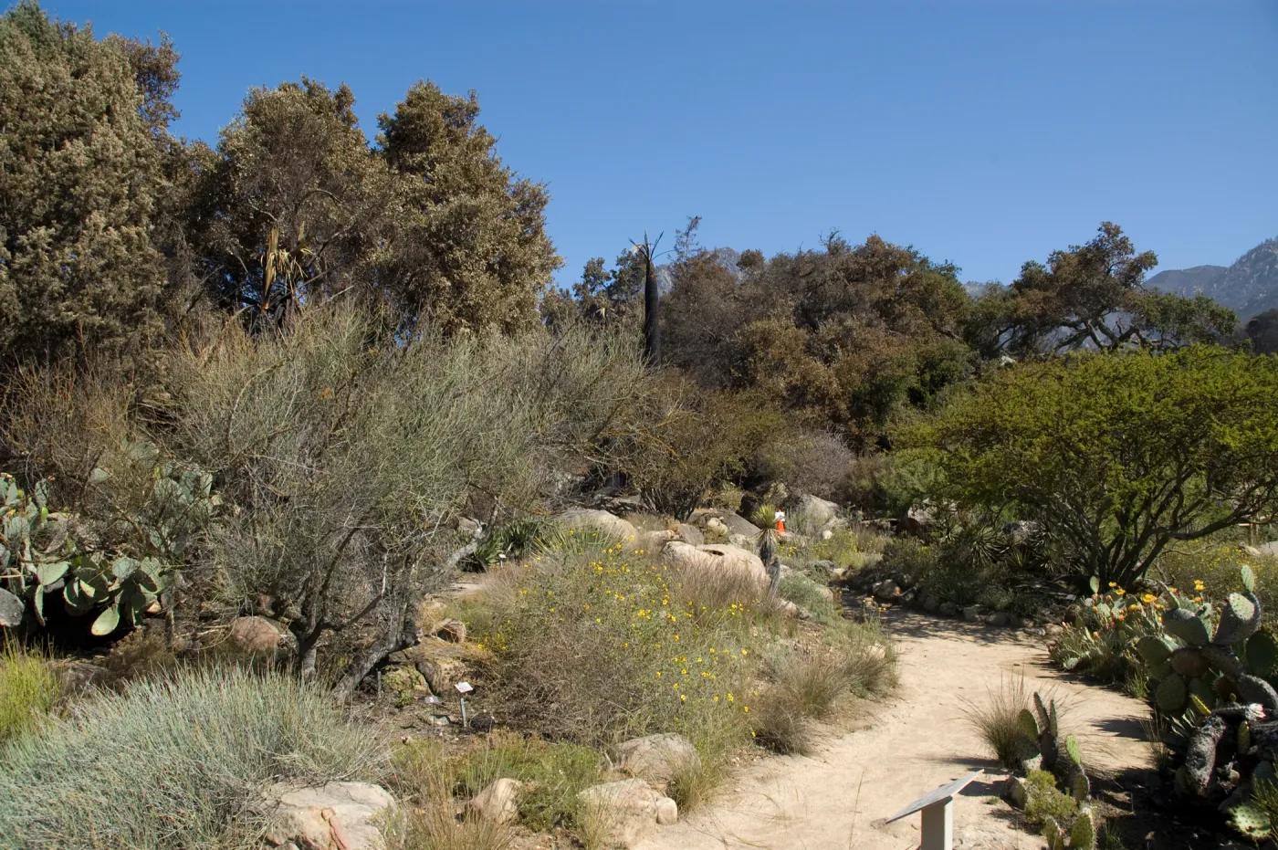 Desert Section, Santa Barbara Botanic Garden after the Jesusita Fire