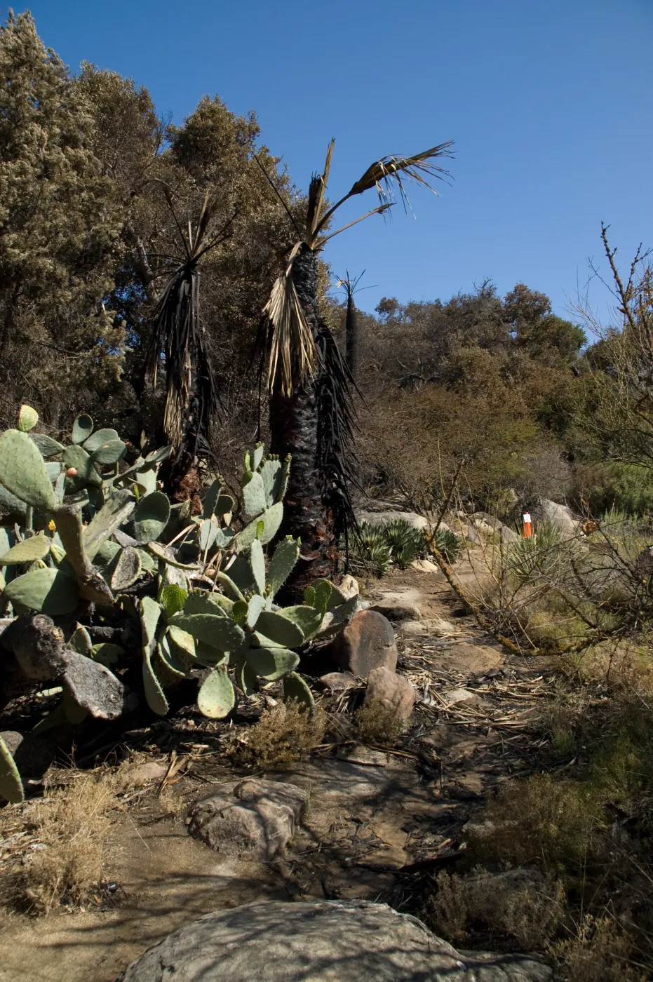 Desert Section, Santa Barbara Botanic Garden after the Jesusita Fire