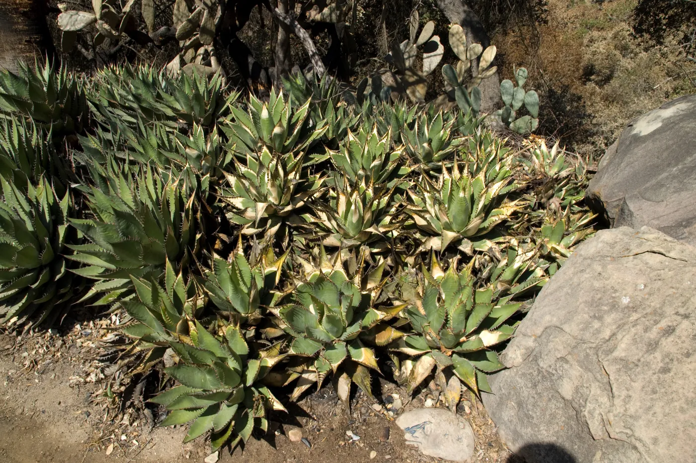 Desert Section, Santa Barbara Botanic Garden after the Jesusita Fire