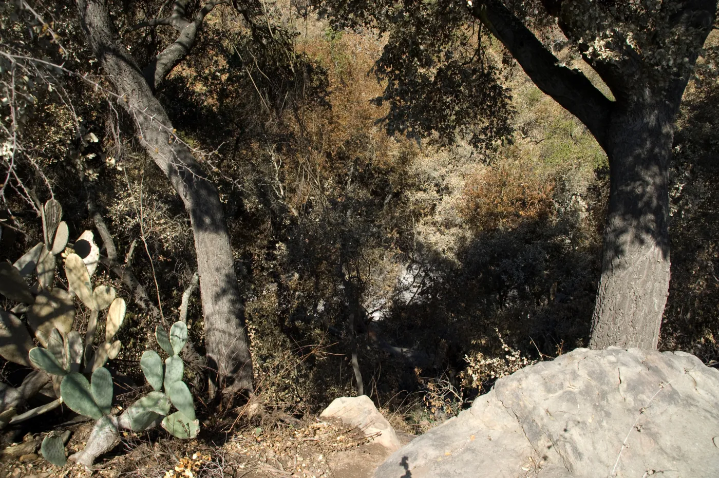 Santa Barbara Botanic Garden after the Jesusita Fire