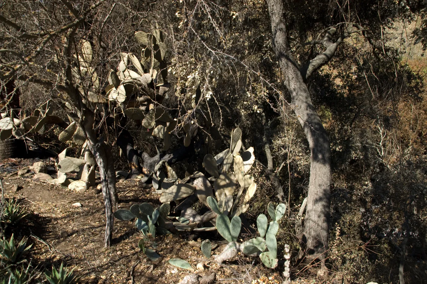 Desert Section, Santa Barbara Botanic Garden after the Jesusita Fire