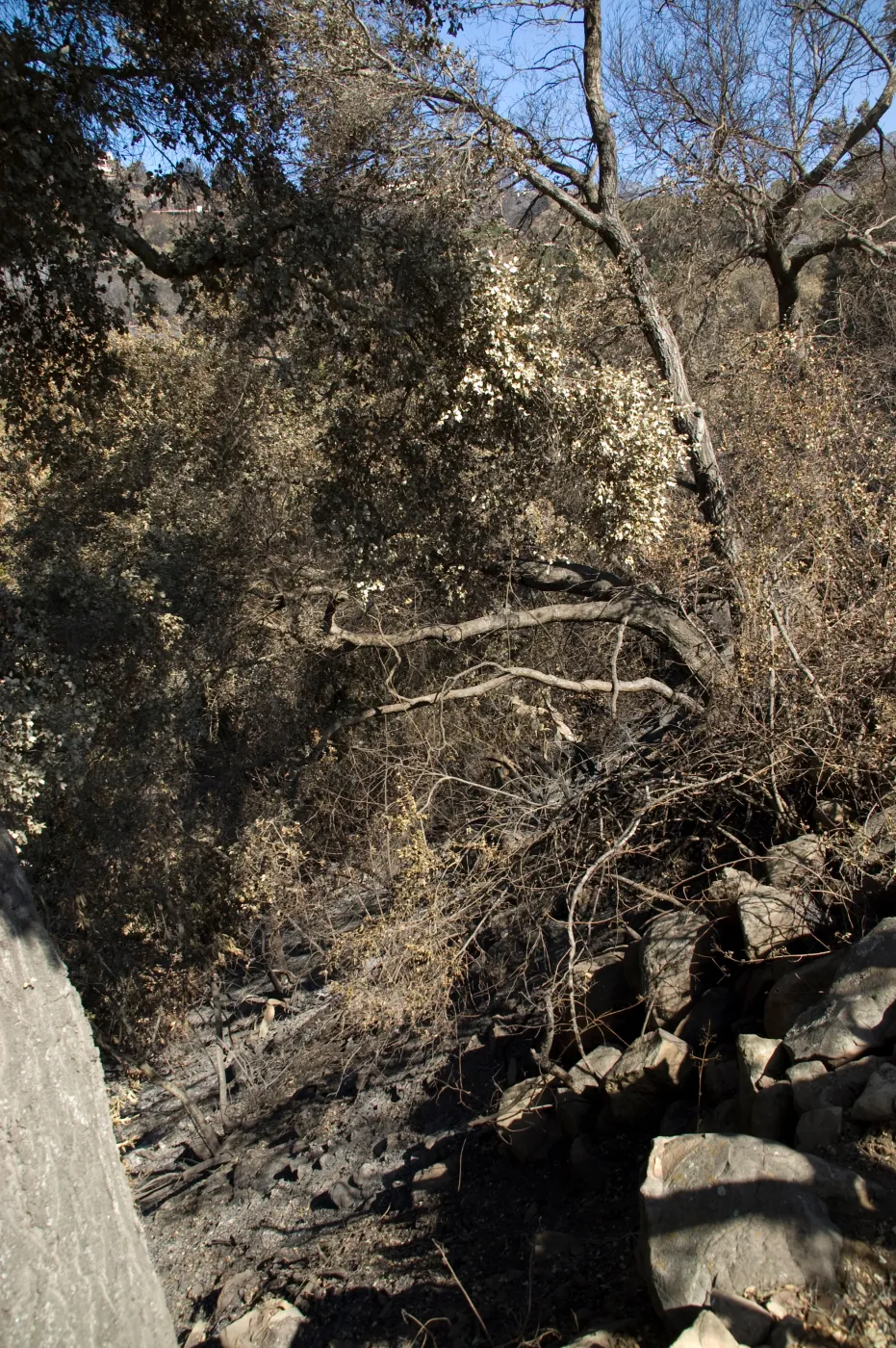 Santa Barbara Botanic Garden after the Jesusita Fire