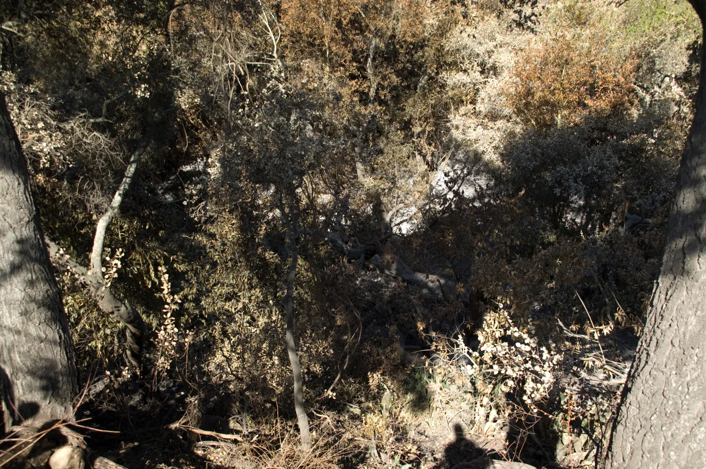 Santa Barbara Botanic Garden after the Jesusita Fire