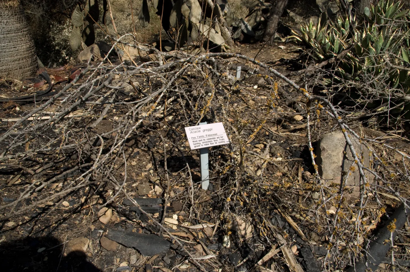Desert Section, Santa Barbara Botanic Garden after the Jesusita Fire