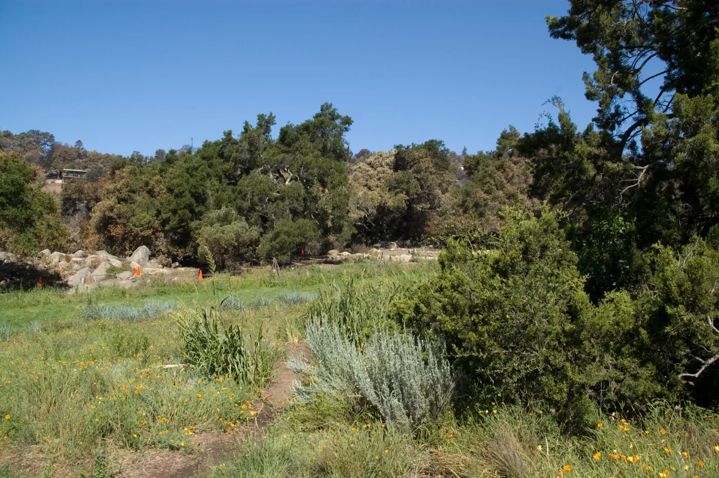 Santa Barbara Botanic Garden after the Jesusita Fire