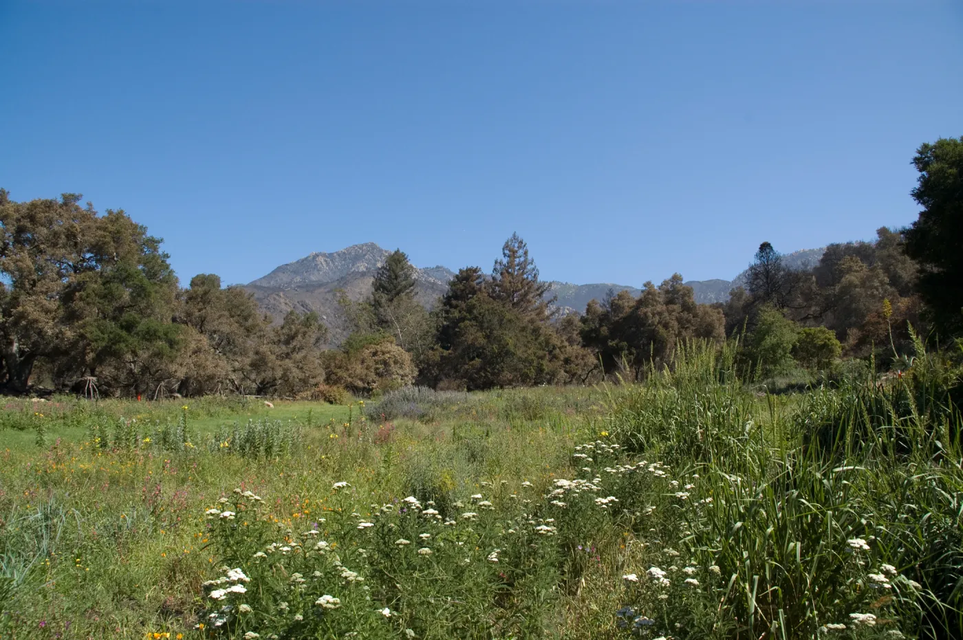 The Meadow, Santa Barbara Botanic Garden after the Jesusita Fire