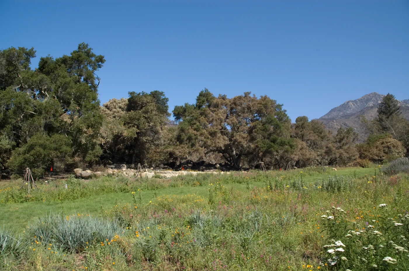 The Meadow, Santa Barbara Botanic Garden after the Jesusita Fire