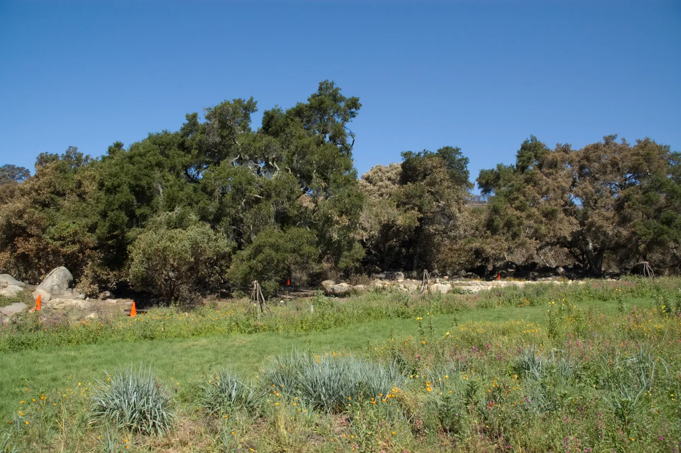The Meadow, Santa Barbara Botanic Garden after the Jesusita Fire