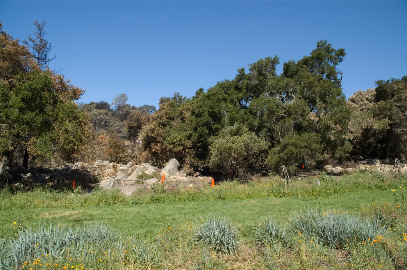 The Meadow, Santa Barbara Botanic Garden after the Jesusita Fire